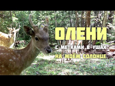 Видео: Олени с метками в ушах на моём солонце.