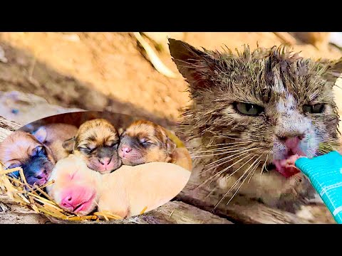 Видео: Собака-мама родила 4 милых щенка у меня во дворе 🐶 А дальше произошло нечто удивительное 🐶🐈😘🥰🥰🥰