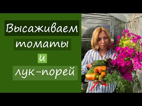 Видео: Высаживаем томаты и лук-порей