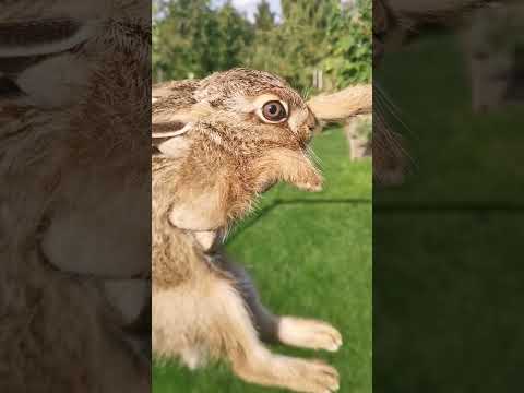 Видео: Дача как хобби. Зайчонок.