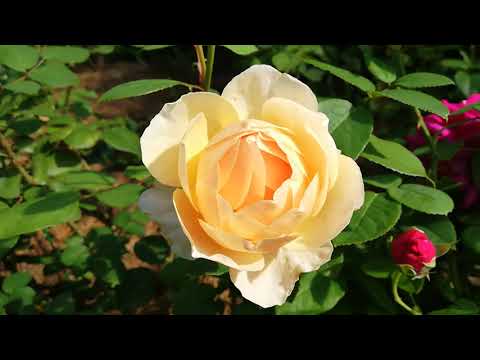 Видео: Розы. Искореняющая обработка осенью. Советы начинающим розоводам.