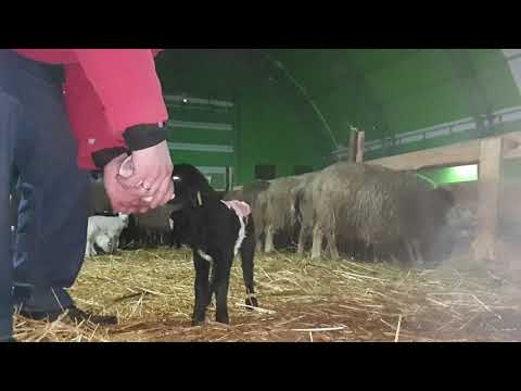 Видео: Кормление ягнят отказников. приготовление смеси и сам процесс 🐏🐑