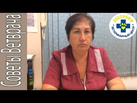 Видео: Признаки и Симптомы Отравления у Собаки