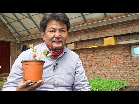 Видео: Гэрийн нөхцөлд гүзээлзгэнэ тарих арга