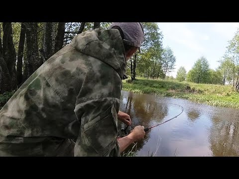 Видео: Ловля голавля на майского жука на реке Птичь