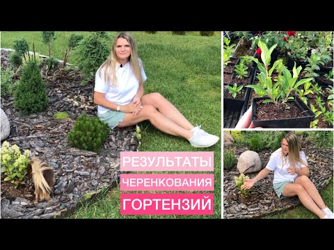 Видео: А где РЕЗУЛЬТАТ ? ЧЕРЕНКОВАНИЕ ГОРТЕНЗИЙ в марте Самый действенный способ