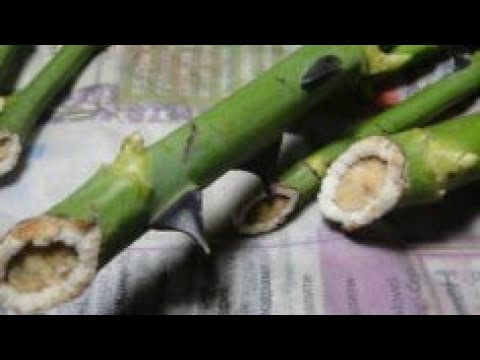 Видео: ЧЕРЕНКИ РОЗ.НЕ ДЕЛАЙТЕ ТАК! ИСПОРТИЛА С КАЛЛУСОМ