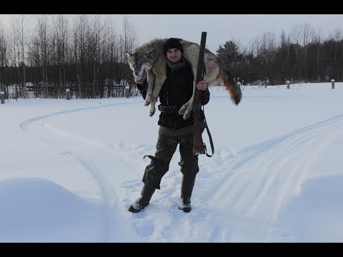 Видео: Охота на волка или месть.