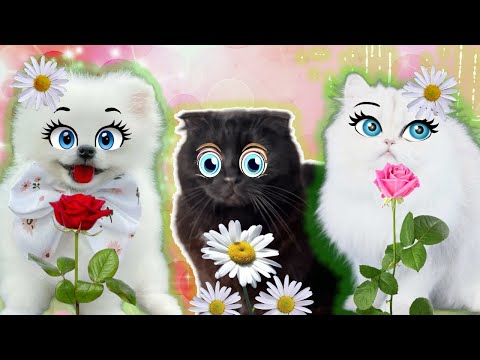 Видео: ЭХ! Прошли Весёлые Денёчки! ПРИКОЛЬНЫЕ ВИДОСЫ  С НАШИМИ ЛЮБИМЫМИ ЗВЕРИКАМИ  подряд 5 серий