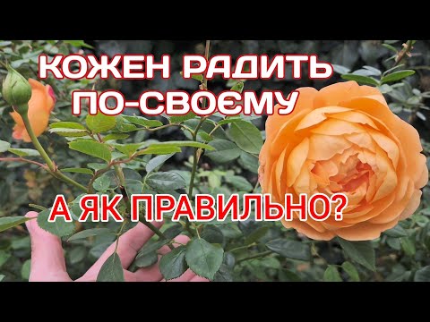 Видео: ОБРОБКА ОБРІЗКА ТРОЯНД🌹 ПЕРЕД ЗИМОЙ❄️:РОЗБИРАЄМО ПРОТИРІЧЧЯ