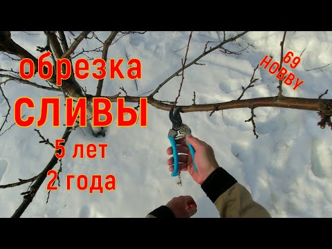 Видео: Подробная обрезка сливы разного возраста! НЕ пропусти момент!