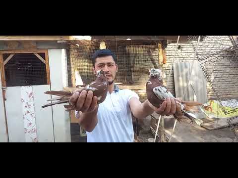 Видео: Etamanda Yangilik 10 апреля 2025 г.