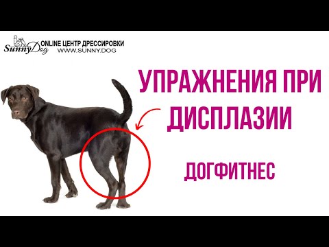 Видео: Упражнения для собак при дисплазии. Как правильно заниматься?
