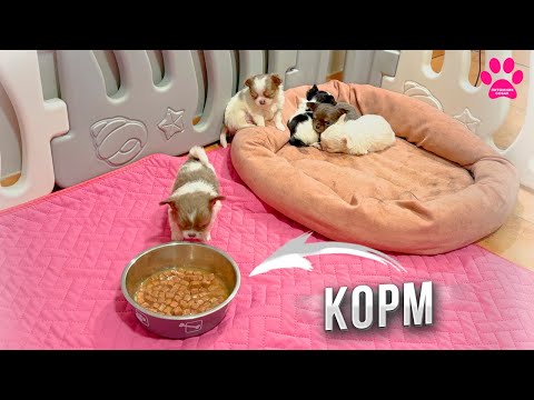 Видео: Щенки Чихуахуа ПЕРВЫЙ РАЗ в жизни пробуют корм!