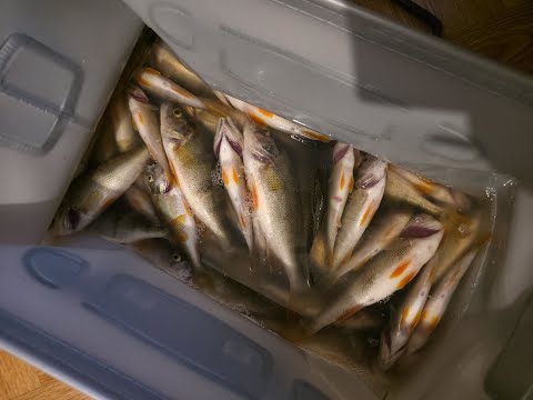 Видео: Роздача окуня В Грозу (Nano Zero)