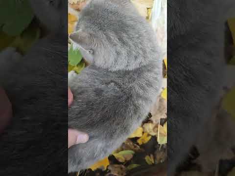 Видео: Дымок --- пирожок... 🥹🩷🫡