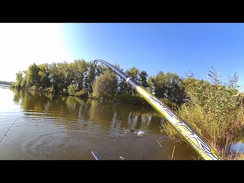 Видео: ЛОВЛЯ ТОЛСТОЛОБА НА ТЕХНОПЛАНКТОН. УДОЧКА В ДУГУ!!!