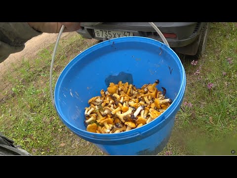 Видео: Летний день у реки. Рыбалка, лес, грибы.