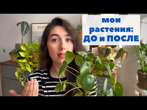 Видео: ЧТО С НИМИ СТАЛО: как выросли мои растения