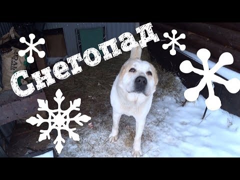 Видео: АЛАБАЙ ЗИМОЙ НА УЛИЦЕ