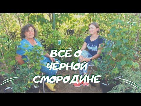 Видео: Всё о чёрной смородине