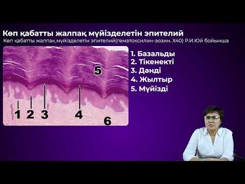 Видео: Көп қабатты эпителий. Ерғазина Марал Жүнісбекқызы