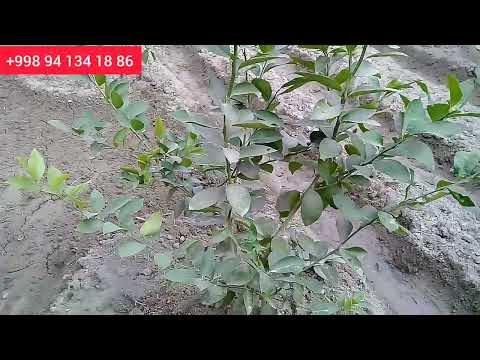 Видео: Саволларга жавоб лимонга биогумус солиш жарёни