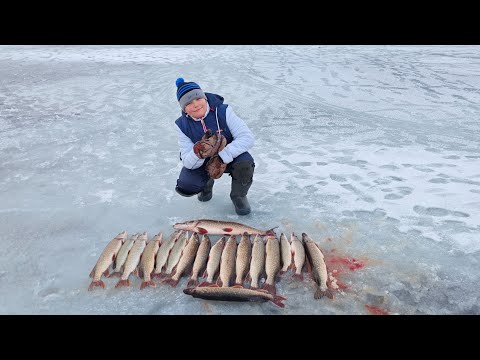 Видео: Вот и Мишаня открыл сезон твёрдой воды 2025-2026