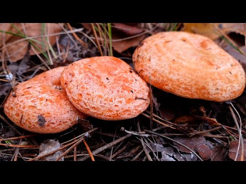 Видео: ПЕРВЫЕ РЫЖИКИ В НОЯБРЕ!!! МОЛОДЫЕ ГРИБЫ РАСТУТ И РАДУЮТ!!! ГРИБЫ РЫЖИКИ 2022!