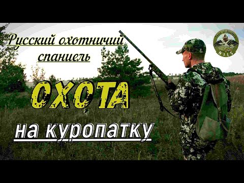 Видео: Команда "Nils" Охота на куропатку с Русским охотничьим спаниелем (первополье)