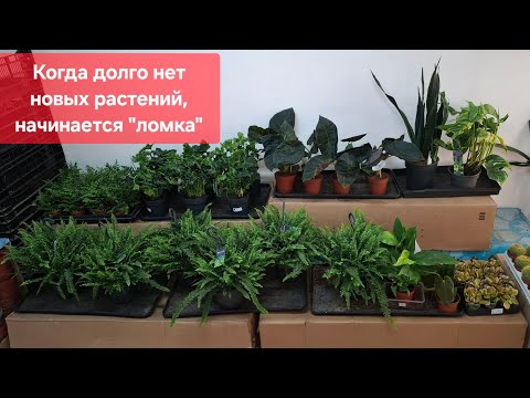 Видео: Обзор поступления комнатных растений от  6 июня 2025г. Филодендрон Атлантис, антуриум, папоротники..