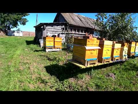 Видео: НЮАНСЫ И ТОНКОСТИ ОБРАБОТКИ ПЧЁЛ ОТ КЛЕЩА
