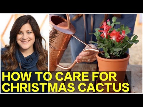 Видео: Как ухаживать за рождественским кактусом 🌵🎄 // Garden Answer
