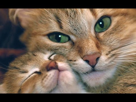 Видео: 😺 Счастливые носики! 🐈 Видео смешных котов и котят для хорошего настроения! 😻