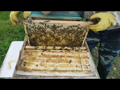 Видео: Когда расширять пчелосемьи.