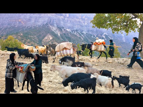 Видео: Миграция девушек-кочевниц из холодных гор в новые земли: реальность иранской кочевой жизни
