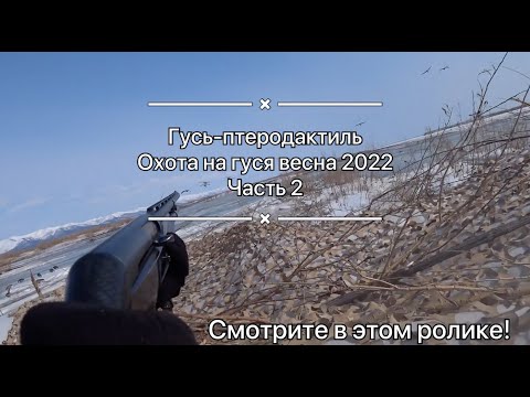 Видео: Гусь-птеродактиль / Охота на гуся весна 2022 / часть 2