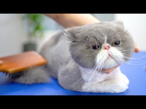 Видео: Невозможно устоять перед очарованием этого кота 😻🛁✂️❤️ такой милый!