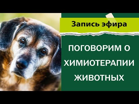 Видео: Поговорим о химиотерапии животных