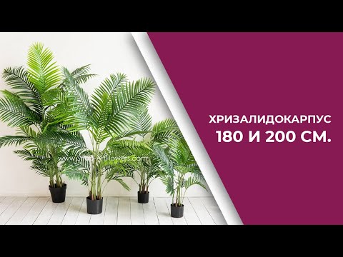 Видео: Пальма искусственная Хризалидокарпус 180 и 200 см.| КАК ЖИВАЯ