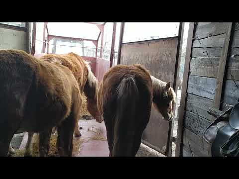 Видео: Погрузка лошадей. Кобылок перевозим в общий табун !