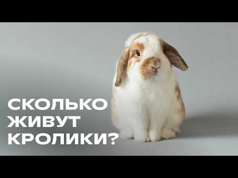 Видео: Сколько живёт кролик? Как продлить жизнь домашнему кролику — советы по содержанию!