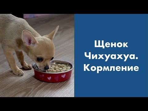 Видео: Щенок Чихуахуа. Кормление