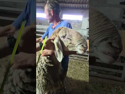 Видео: Гиссарский баран Грубого типа Дракон, замер длинны тела. +79054444790