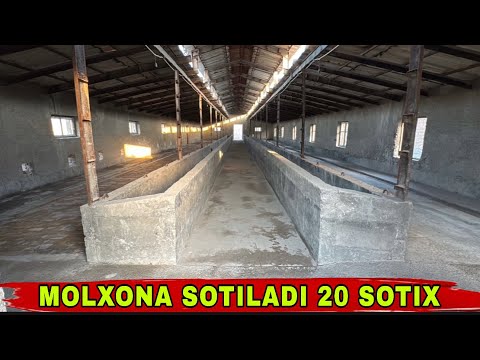 Видео: MOLXONA SOTILADI 20 SOTIX  50 TA BUQA SIG’ADI👍👍👍6 октября 2025 г.