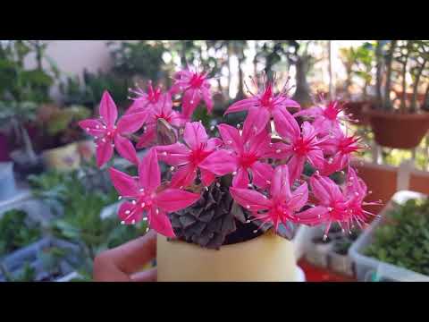 Видео: Растения моего балкона! Аквилегия, граптопеталум..и другие обитатели. Самая долгая съемка ))