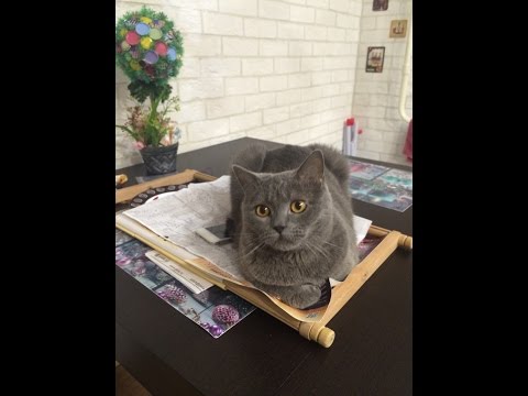 Видео: Вышивка крестом, болталка, все со мной вышивать!!!!!!