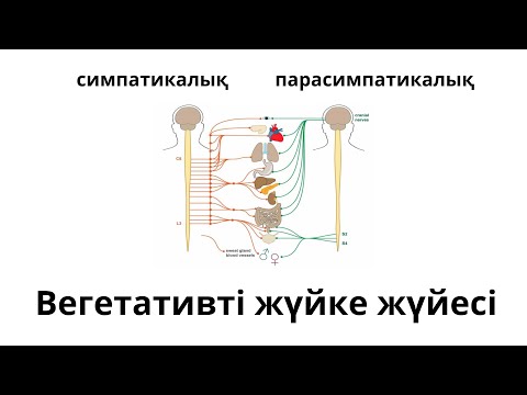 Видео: ВЕГЕТАТИВТІ ЖҮЙКЕ ЖҮЙЕСІ.