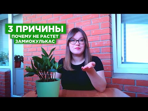 Видео: Почему не растет замиокулькас