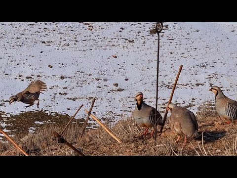 Видео: 9 марта 2025 г.